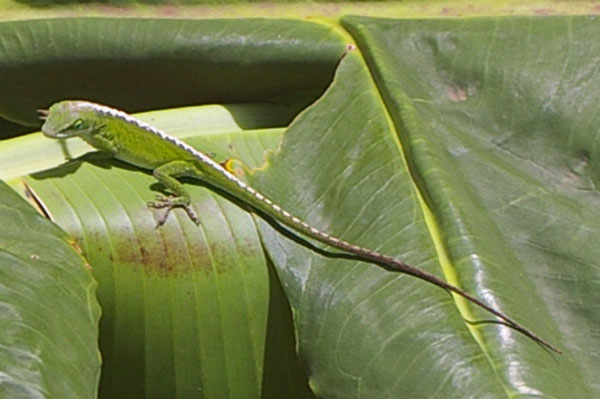 Friendly Gecko