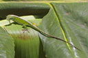 Friendly Gecko