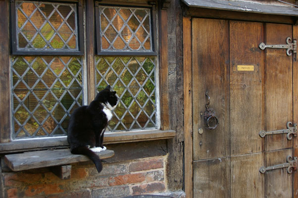 Regal looking cat