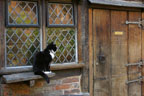 Regal looking cat