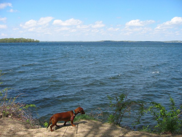 Lili Checks Out Lake Mendota in Madison