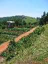 Gardens at Monticello