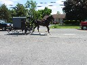 Amish Carriage