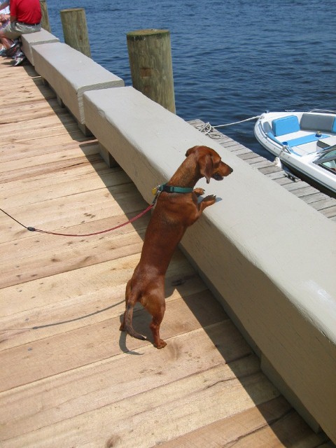Lili Checks Out Boats at Newburyport