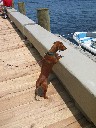 Lili Checks Out Boats at Newburyport